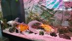 Gezocht: plek voor 3 goudvissen, Dieren en Toebehoren, Vissen | Aquariumvissen, Vis, Zoetwatervis