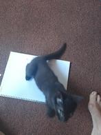 Kittens, Ophalen, Gebruikt, Gas, Gaskachel