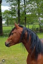 Schitterende Welsh pony, Dieren en Toebehoren, Gechipt, Ruin, 3 tot 6 jaar, C pony (1.27m tot 1.37m)