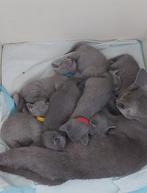 Blauwe Rus kittens, Dieren en Toebehoren, Katten en Kittens | Raskatten | Korthaar, Meerdere dieren, Gechipt, 0 tot 2 jaar