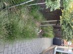 Gratis planten, Ophalen, Zomer, Siergrassen, Volle zon