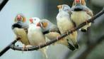 Tropische vogels gezocht, Dieren en Toebehoren, Meerdere dieren, Tropenvogel, Geringd
