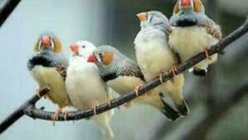 Tropische vogels gezocht beschikbaar voor biedingen