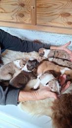Puppy's te koop, Dieren en Toebehoren, Overige rassen, 8 tot 15 weken, Meerdere, Meerdere dieren