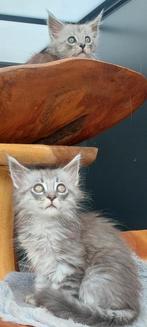 Maine Coon kittens met Stamboom, Dieren en Toebehoren, Meerdere dieren, Gechipt, 0 tot 2 jaar