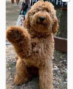 Prachtige labradoodle pups, Parvo, Overige rassen, 8 tot 15 weken, Meerdere