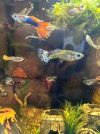 Guppies te koop !!!, Dieren en Toebehoren, Vissen | Aquariumvissen, Vis