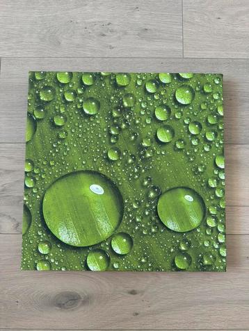 Fotocanvas 40x40x3 cm detail - groen blad met waterdruppels beschikbaar voor biedingen