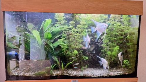 Aqarium, Dieren en Toebehoren, Vissen | Aquaria en Toebehoren, Gebruikt, Gevuld zoetwateraquarium, Ophalen