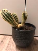 Cactus, Ophalen of Verzenden, Minder dan 100 cm, Volle zon, In pot