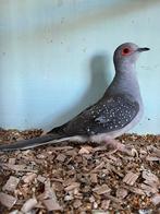 Diamantduif man, gratis, Dieren en Toebehoren, Vogels | Overige Vogels, Mannelijk
