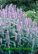 Agastache/dropplant., Ophalen, Zomer, Overige soorten, Volle zon