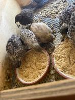 Chinese Dwergkwartels, Dieren en Toebehoren, Meerdere dieren