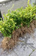 Lonicera planten, Overige soorten, Volle zon, Vaste plant, Verzenden