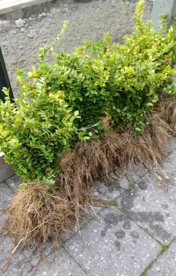 Lonicera planten beschikbaar voor biedingen