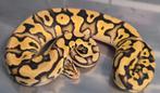 Python regius pastel specter amur 66% het desert ghost man, Dieren en Toebehoren, Slang