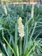 Liriope muscari 'Monroe White', Vaste plant, Halfschaduw, Zomer, Ophalen