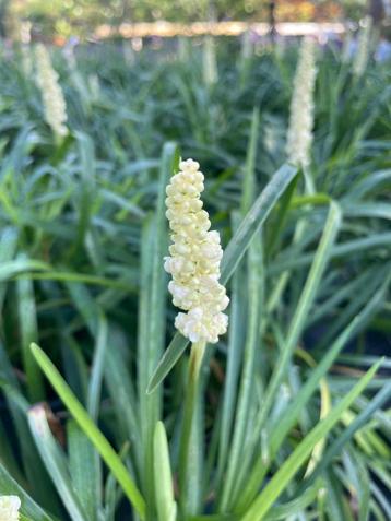 Liriope muscari 'Monroe White' beschikbaar voor biedingen