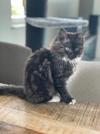 Maine Coone Kitten te koop!, Dieren en Toebehoren, Katten en Kittens | Raskatten | Langhaar, Gechipt, 0 tot 2 jaar, Poes