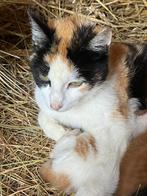 Lieve moederpoes opzoek naar een warm thuis🐾, Dieren en Toebehoren, Katten en Kittens | Overige Katten, Meerdere dieren, Kortharig