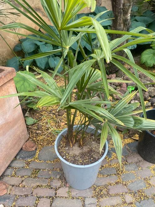 Palmboom Trachycarpus, Tuin en Terras, Planten | Tuinplanten, Overige soorten, Volle zon, Zomer, Ophalen