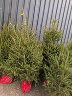 Kerstbomen, Ophalen, ., Nieuw, .