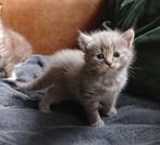 Hypoallergeen kittens Siberische kat x bengaal, Meerdere dieren, Ontwormd, 0 tot 2 jaar