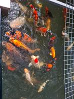 Koivijver koi techniek pompen, Dieren en Toebehoren, Vissen | Vijvervissen, Karper of Koi