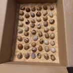 Broedeieren Japanse kwartels kwartel eitjes, Geslacht onbekend, Overige soorten