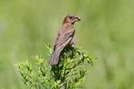 Gevraagd Pop N.A. Blauwe Bisschop, Dieren en Toebehoren, Vogels | Overige Vogels, Vrouwelijk, Geringd, Tropenvogel