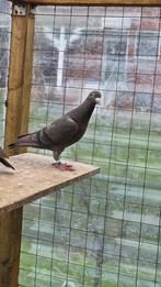 Postduiven duiven (ember doffer), Mannelijk, Postduif