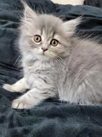 Britse langhaar kittens,  10 weken oud super mooi! Ingeënt, Dieren en Toebehoren, Katten en Kittens | Raskatten | Langhaar, Meerdere dieren