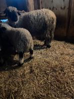 Walliser schwarznase ramlam, Dieren en Toebehoren, Schapen, Geiten en Varkens, Mannelijk, Schaap