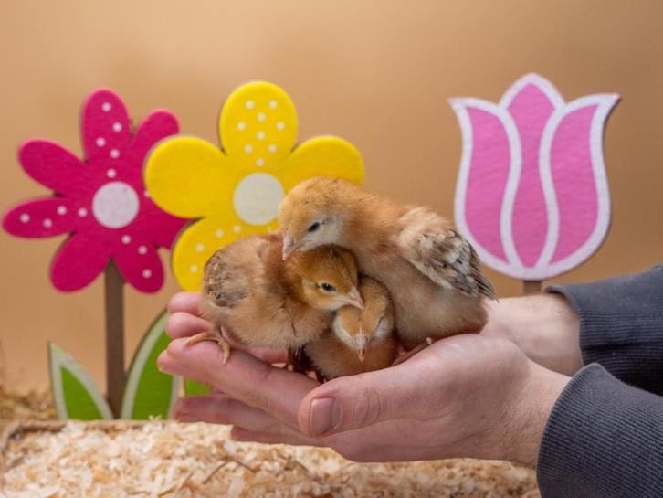Rhode Island Red groot kuikens hennetjes, gesekst en ingeënt, Dieren en Toebehoren, Pluimvee, Kip, Vrouwelijk