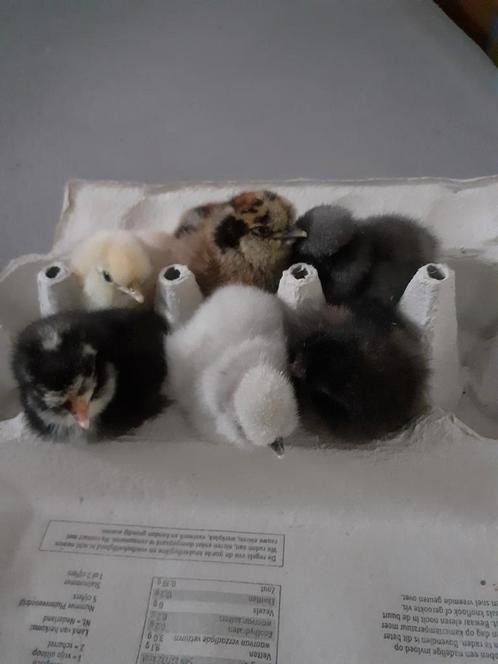 Volwassen hennen., Dieren en Toebehoren, Pluimvee, Kip, Vrouwelijk