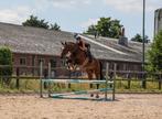 LIEFSTE en MAKKELIJKSTE allrounder, Z, Gechipt, Ruin, 7 tot 10 jaar