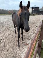 Merrieveulen , Perfect Secret x Lord Leatherdale, Merrie, Dressuurpaard, 0 tot 2 jaar