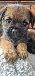 Border terrier pups, Dieren en Toebehoren, Honden | Jack Russells en Terriërs, Rabiës (hondsdolheid), Overige rassen, 8 tot 15 weken