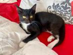 Twee prachtige kittens, Dieren en Toebehoren, Katten en Kittens | Overige Katten, Kater