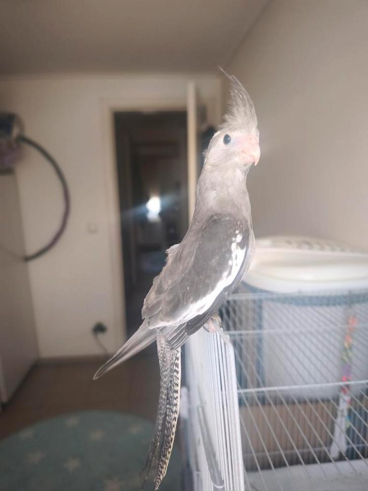 Zeer tam en heel lieve valkparkieten in diverse kleuren, Dieren en Toebehoren, Vogels | Parkieten en Papegaaien, Parkiet, Meerdere dieren