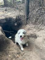 Border collie pups, Dieren en Toebehoren, 8 tot 15 weken, CDV (hondenziekte), Meerdere, Meerdere dieren