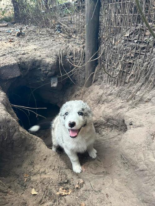 Border collie pups, Dieren en Toebehoren, Honden | Herdershonden en Veedrijvers, Meerdere dieren, Particulier, Meerdere, Nederland
