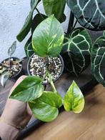 Epipremnum Pinnatum Aureum, Overige soorten, In pot, Minder dan 100 cm, Groene kamerplant