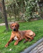 Verwacht rond 27 jan: prachtige Rhodesian Ridgeback pups, Overige rassen, 8 tot 15 weken, Parvo, Meerdere