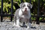 American bully pocket pups met stamboom, Particulier, Rabiës (hondsdolheid), Meerdere, 8 tot 15 weken