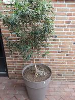 Olijfboom, Tuin en Terras, Planten | Bomen, Bloeit niet, 100 tot 250 cm, Olijfboom, Ophalen