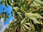 Walnotenboom in pot, Overige soorten, 100 tot 250 cm, Ophalen, Volle zon