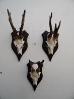3 ree geweien (17) samen voor 25 euro, Ophalen of Verzenden, Zo goed als nieuw, Wild dier, Gewei of Kop