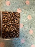 Flappentak eitjes, Wandelende tak