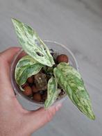 Monstera Adansonii indonesian marble plantje, Huis en Inrichting, Kamerplanten, Ophalen of Verzenden, Halfschaduw, Minder dan 100 cm